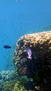 Su altı mercan kayalıkları. Güzel, renkli, sualtı mercan bahçesi deniz manzarası, güneş ışığında, küçük, parlak, egzotik balıklarla. Deniz hayatı. Deniz dünyası. mercan bahçesi cenneti