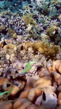 Su altı mercan kayalıkları. Yakın plan. Güzel, renkli, sualtı mercan bahçesi, gün ışığında, bir sürü küçük, parlak, egzotik balıkla. Deniz hayatı. Deniz dünyası. mercan bahçesi cenneti.