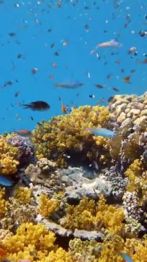 Su altı mercan kayalıkları. Güzel, renkli, sualtı mercan bahçesi deniz manzarası, güneş ışığında, küçük, parlak, egzotik balıklarla. Deniz hayatı. Deniz dünyası. mercan bahçesi cenneti