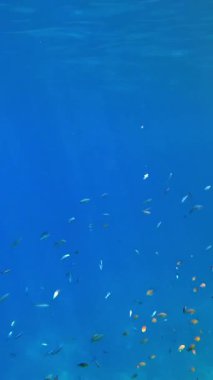 Su altı mercan kayalıkları. Güzel, renkli, sualtı mercan bahçesi deniz manzarası, güneş ışığında, bir sürü küçük, parlak, egzotik balıkla. Deniz hayatı. Deniz dünyası. mercan bahçesi cenneti