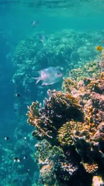 Su altı mercan kayalıkları. Güneş ışığında güzel bir deniz manzarası. Renkli, sualtı mercan bahçesi sayısız küçük, parlak, egzotik resif balığı. Deniz hayatı. Deniz dünyası, cennet