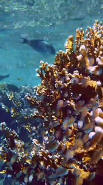 Su altı mercan kayalıkları. Yakın plan. Güneş ışığında güzel bir deniz manzarası. Renkli, sayısız küçük, parlak, egzotik resif balıklı su altı mercanları. Deniz hayatı. Deniz dünyası. mercan bahçesi cenneti