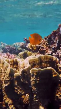 Su altı mercan kayalıkları. Yakın plan. Güneş ışığında güzel bir deniz manzarası. Renkli, sayısız küçük, parlak, egzotik resif balıklı su altı mercanları. Deniz hayatı. Deniz dünyası. mercan bahçesi cenneti