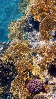 Su altı mercan kayalıkları. Güneş ışığında güzel bir deniz manzarası. Renkli, sualtı mercan bahçesi sayısız küçük, parlak, egzotik resif balığı. Deniz hayatı. Deniz dünyası, cennet