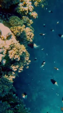 Su altı mercan kayalıkları. Su altı mercan bahçesi, güneş ışığında, sayısız küçük, renkli, parlak, egzotik resif balığıyla. Deniz hayatı. deniz dünyası.