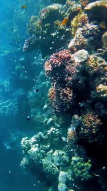 Su altı mercan kayalıkları. Su altı mercan bahçesi, güneş ışığında, sayısız küçük, renkli, parlak, egzotik resif balığıyla. Deniz hayatı. deniz dünyası.