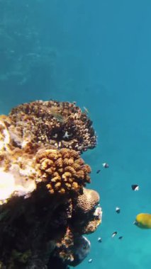 Su altı mercan kayalıkları. Su altı mercan bahçesi, güneş ışığında, sayısız renkli, parlak, egzotik resif balığıyla. Deniz hayatı. deniz dünyası.