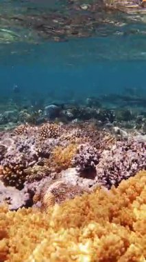 Su altı mercan kayalıkları. Güneş ışığında sayısız renkli, egzotik resif balığıyla su altı mercan bahçesi. Deniz hayatı. deniz dünyası.