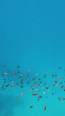 Balık sürüleri. Su altı mercan kayalıkları. sayısız farklı renkli, egzotik resif balığı mavi denizde yüzer ve güneş ışınları altında parlar. Okyanus ya da denizdeki su altı yaşamı. inanılmaz deniz manzarası.