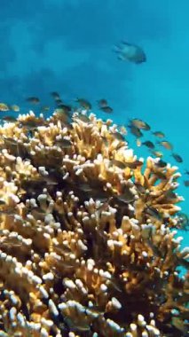 Su altı mercan kayalıkları. Yakın plan. Güneş ışığında güzel bir deniz manzarası. Renkli, sualtı mercanları ve sayısız küçük, parlak resif balıkları. Deniz hayatı. Deniz dünyası. mercan bahçesi cenneti