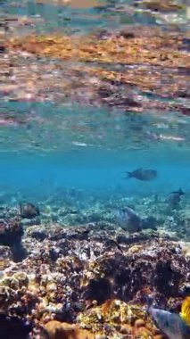 Su altı mercan kayalıkları. Su altı mercan bahçesi, güneş ışığında, sayısız renkli, parlak, egzotik resif balığıyla. Deniz hayatı. deniz dünyası.