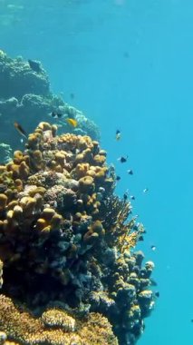 Su altı mercan kayalıkları. Su altı mercan bahçesi, güneş ışığında, sayısız küçük, renkli, parlak, egzotik resif balığıyla. Deniz hayatı. deniz dünyası.