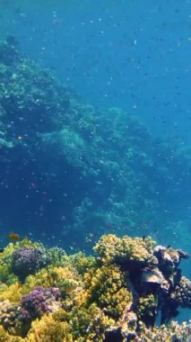 Su altı mercan kayalıkları. Su altı mercan bahçesi, güneş ışığında, sayısız küçük, renkli, parlak, egzotik resif balığıyla. Deniz hayatı. deniz dünyası.