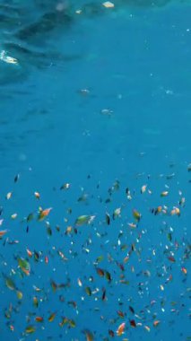 Balık sürüleri. Su altı mercan kayalıkları. sayısız farklı renkli, egzotik resif balığı mavi denizde yüzer ve güneş ışınları altında parlar. Okyanus ya da denizdeki su altı yaşamı. inanılmaz deniz manzarası.