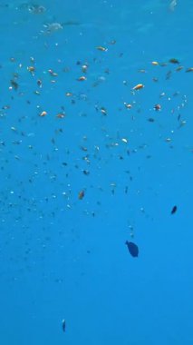 Balık sürüleri. Su altı mercan kayalıkları. sayısız farklı renkli, egzotik resif balığı mavi denizde yüzer ve güneş ışınları altında parlar. Okyanus ya da denizdeki su altı yaşamı. inanılmaz deniz manzarası.