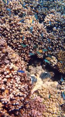 Su altı mercan kayalıkları. Su altı mercan bahçesi, güneş ışığında, sayısız küçük, renkli, parlak, egzotik resif balığıyla. Deniz hayatı. deniz dünyası.