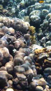 Su altı mercan kayalıkları. Yakın plan. Güneş ışığında güzel bir deniz manzarası. Renkli, sualtı mercanları ve sayısız küçük, parlak resif balıkları. Deniz hayatı. Deniz dünyası. mercan bahçesi cenneti