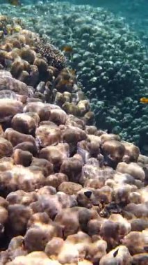 Su altı mercan kayalıkları. Su altı mercan bahçesi, güneş ışığında, sayısız küçük, renkli, parlak, egzotik resif balığıyla. Deniz hayatı. deniz dünyası.