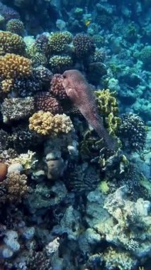 Deniz altı dünyası. Mercanlar. Mercanların arasında gri benekli bir balık yüzüyor. Yakın plan. Su altında