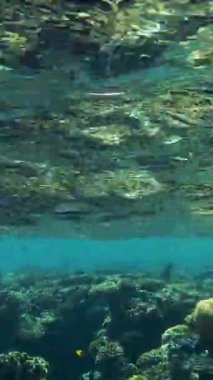 Deniz altı, sualtı dünyası. Mercanlar. Balıklar mercanların arasında yüzer. Güneş ışığı suyun yüzeyine yansıyor..