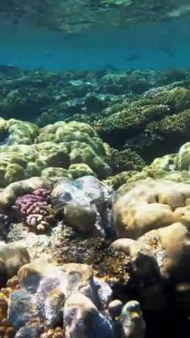Deniz altı, sualtı dünyası. Mercanlar. Balıklar mercanların arasında yüzer..