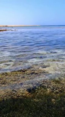 Dalgalar. Kızıldeniz sahili alçak gelgitte. Yosun ve ölü resif görülebilir..