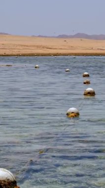 Dalgalar. Kızıldeniz sahili alçak gelgitte. Yosun ve ölü resif görülebilir..