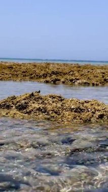 Dalgalar. Yakın plan. Kızıldeniz sahili alçak gelgitte. Yosun ve ölü resif görülebilir..