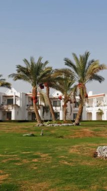 Tropical landscape. hotel territory with palm trees, on the seashore. hot summer day.