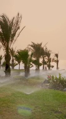 Çim sulama. Çim sulama sistemi. Çim fıskiyesi. Sulama sistemi. Su fıskiyeleri çalışıyor, tropikal bahçede palmiye ağaçları olan çimenleri suluyor..
