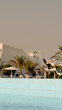 Yüzme havuzu, palmiye ağaçları, güneş şemsiyeli güneşlikler. Tropikal manzara. Martılar havuzun kenarında kalabalığın içinde oturuyorlar. Otel kompleksinin bölgesi.