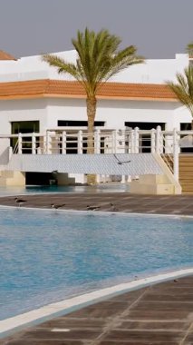 Yüzme havuzu, palmiye ağaçları, güneş şemsiyeli güneşlikler. Tropikal manzara. Martılar havuz kenarında kalabalık içinde oturmuş su içiyorlar. Otel kompleksi.