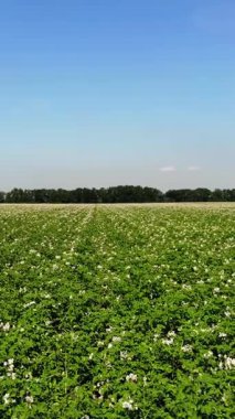 Çiçekli patatesler. Beyaz, soluk pembe çiçekler bir çiftlik tarlasında patates çalılarının üzerinde çiçek açarlar. Patates yetiştiriyor. Patates çeşitleri üretiyor. Yaz sıcak güneşli gün.