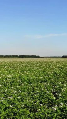 Çiçekli patatesler. Beyaz, soluk pembe çiçekler bir çiftlik tarlasında patates çalılarının üzerinde çiçek açarlar. Patates yetiştiriyor. Patates çeşitleri üretiyor. Yaz sıcak güneşli gün.