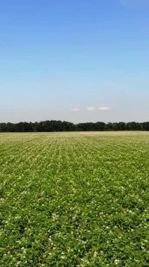 Çiçekli patatesler. Beyaz, soluk pembe çiçekler bir çiftlik tarlasında patates çalılarının üzerinde çiçek açarlar. Patates yetiştiriyor. Patates çeşitleri üretiyor. Yaz sıcak güneşli gün.