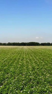 Çiçekli patatesler. Beyaz, soluk pembe çiçekler bir çiftlik tarlasında patates çalılarının üzerinde çiçek açarlar. Patates yetiştiriyor. Patates çeşitleri üretiyor. Yaz sıcak güneşli gün.