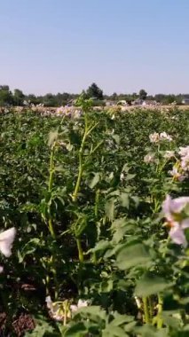 Çiçekli patatesler. Beyaz, soluk pembe çiçekler bir çiftlik tarlasında patates çalılarının üzerinde çiçek açarlar. Patates yetiştiriyor. Patates çeşitleri üretiyor. Yaz sıcak güneşli gün.