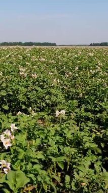 Çiçekli patatesler. Beyaz, soluk pembe çiçekler bir çiftlik tarlasında patates çalılarının üzerinde çiçek açarlar. Patates yetiştiriyor. Patates çeşitleri üretiyor. Yaz sıcak güneşli gün.