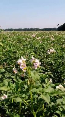 Çiçekli patatesler. Beyaz, soluk pembe çiçekler bir çiftlik tarlasında patates çalılarının üzerinde çiçek açarlar. Patates yetiştiriyor. Patates çeşitleri üretiyor. Yaz sıcak güneşli gün.