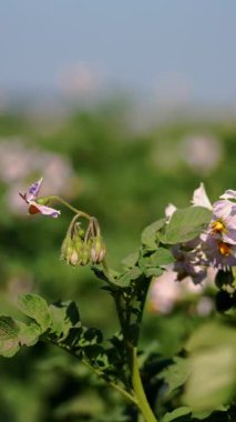 Yakın plan, çiçek açan patatesler. Beyaz, soluk pembe çiçekler bir çiftlik tarlasında patates çalılarının üzerinde çiçek açarlar. Patates yetiştiriyor. Patates çeşitleri üretiyor. Yaz sıcak güneşli gün.