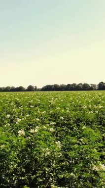 tarlalarda yetişen patates. Yeşil sıralar, çiçekli patates çalıları çiftlik alanında yetişir. beyaz, soluk pembe çiçekler patates çalılar üzerinde çiçek. patates çeşitleri nin ıslahı. Yaz