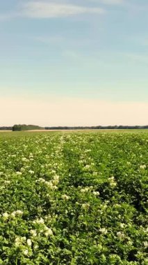 tarlalarda yetişen patates. Yeşil sıralar, çiçekli patates çalıları çiftlik alanında yetişir. beyaz, soluk pembe çiçekler patates çalılar üzerinde çiçek. patates çeşitleri nin ıslahı. Yaz