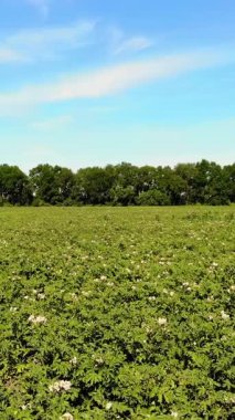 tarlalarda yetişen patates. Yeşil sıralar, çiçekli patates çalıları çiftlik alanında yetişir. beyaz, soluk pembe çiçekler patates çalılar üzerinde çiçek. patates çeşitleri nin ıslahı. Yaz.