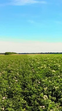 tarlalarda yetişen patates. Yeşil sıralar, çiçekli patates çalıları çiftlik alanında yetişir. beyaz, soluk pembe çiçekler patates çalılar üzerinde çiçek. patates çeşitleri nin ıslahı. Yaz