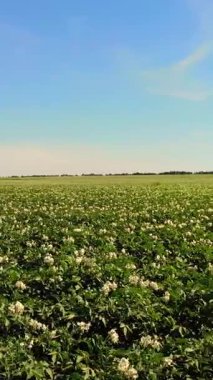 tarlalarda yetişen patates. Yeşil sıralar, çiçekli patates çalıları çiftlik alanında yetişir. beyaz, soluk pembe çiçekler patates çalılar üzerinde çiçek. patates çeşitleri nin ıslahı. Yaz
