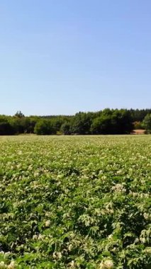 tarlalarda yetişen patates. Yeşil sıralar, çiçekli patates çalıları çiftlik alanında yetişir. beyaz, soluk pembe çiçekler patates çalılar üzerinde çiçek. patates çeşitleri nin ıslahı. Yaz