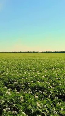 Çiçekli patatesler. Beyaz, soluk pembe çiçekler bir çiftlik tarlasında patates çalılarının üzerinde çiçek açarlar. Patates yetiştiriyor. Patates çeşitleri üretiyor. Yaz sıcak güneşli gün.