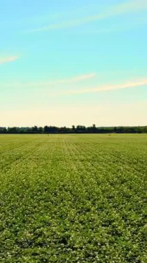 Aero. çiçekli patates. beyaz, soluk pembe çiçekler bir çiftlik alanında patates çalılar üzerinde çiçek. patates yetiştiriciliği. patates çeşitleri nin ıslahı. yaz sıcak güneşli gün.