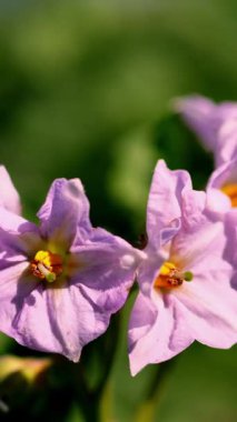 yakın çekim, çiçekli patates. soluk pembe çiçekler bir çiftlik alanında patates çalılar üzerinde çiçek. patates yetiştiriciliği. patates çeşitleri nin ıslahı. yaz sıcak güneşli gün.