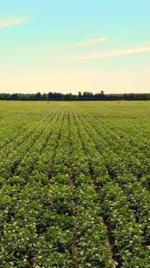 Aero. çiçekli patates. beyaz, soluk pembe çiçekler bir çiftlik alanında patates çalılar üzerinde çiçek. patates yetiştiriciliği. patates çeşitleri nin ıslahı. yaz sıcak güneşli gün.